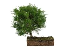 Bonsai Special | Arizona Cypress (F10) -Evergreen Plants Shop F10ArizonaCypressBonsai 7