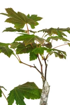 Bonsai Special | Vine Maple (F3) -Evergreen Plants Shop F3VineMapleBonsai 10