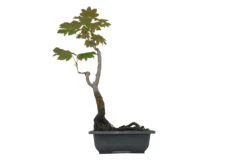 Evergreen Plants Shop -Evergreen Plants Shop F3VineMapleBonsai 2