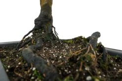 Bonsai Special | Vine Maple (F3) -Evergreen Plants Shop F3VineMapleBonsai 3