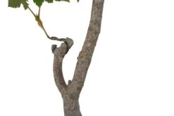 Bonsai Special | Vine Maple (F3) -Evergreen Plants Shop F3VineMapleBonsai 4