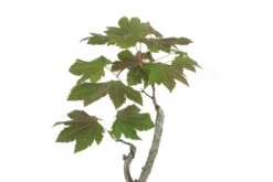 Bonsai Special | Vine Maple (F3) -Evergreen Plants Shop F3VineMapleBonsai 5