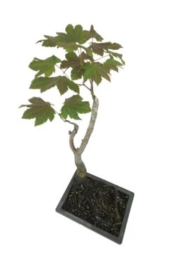 Bonsai Special | Vine Maple (F3) -Evergreen Plants Shop F3VineMapleBonsai 6
