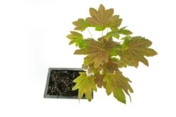 Bonsai Special | Vine Maple (F3) -Evergreen Plants Shop F3VineMapleBonsai 7