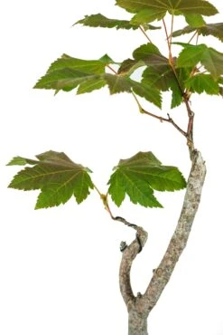 Bonsai Special | Vine Maple (F3) -Evergreen Plants Shop F3VineMapleBonsai 8