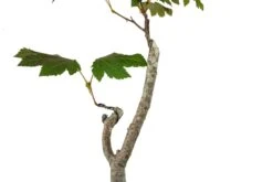 Bonsai Special | Vine Maple (F3) -Evergreen Plants Shop F3VineMapleBonsai 9