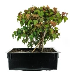 Bonsai Special | Trident Maple (F7)