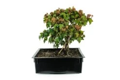 Evergreen Plants Shop -Evergreen Plants Shop F7TridentMapleBonsai 2