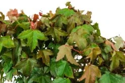 Bonsai Special | Trident Maple (F7) -Evergreen Plants Shop F7TridentMapleBonsai 4