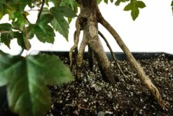 Bonsai Special | Trident Maple (F7) -Evergreen Plants Shop F7TridentMapleBonsai 5