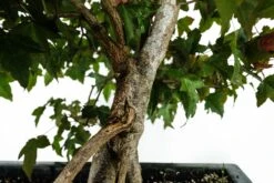 Bonsai Special | Trident Maple (F7) -Evergreen Plants Shop F7TridentMapleBonsai 6