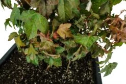 Bonsai Special | Trident Maple (F7) -Evergreen Plants Shop F7TridentMapleBonsai 7