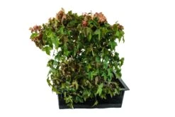 Bonsai Special | Trident Maple (F7) -Evergreen Plants Shop F7TridentMapleBonsai 8