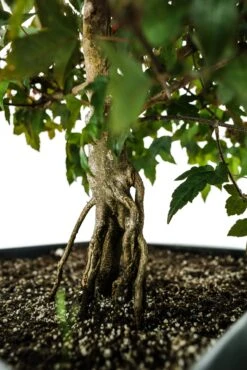 Bonsai Special | Trident Maple (F7) -Evergreen Plants Shop F7TridentMapleBonsai 9