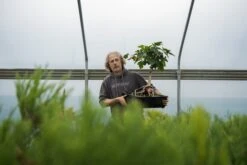 Bonsai Special | Bigleaf Maple (B9) -Evergreen Plants Shop Farm 10