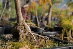 Bonsai Special | Bigleaf Maple (B9) -Evergreen Plants Shop FarmScenesOct 16
