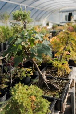 Bonsai Special | Bigleaf Maple (B9) -Evergreen Plants Shop FarmScenesOct 17