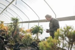 Bonsai Special | Bigleaf Maple (B9) -Evergreen Plants Shop FarmScenesOct 18