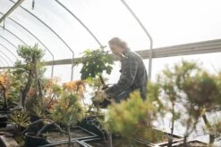 Bonsai Special | Bigleaf Maple (B9) -Evergreen Plants Shop FarmScenesOct 19