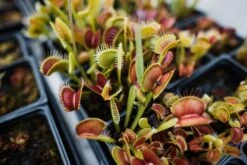 Venus Flytrap | Carnivorous Plant Grow Kit -Evergreen Plants Shop Flytrapstory 14