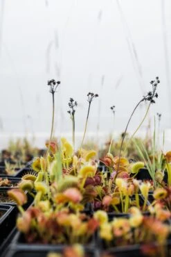 Venus Flytrap | Carnivorous Plant Grow Kit -Evergreen Plants Shop Flytrapstory 49