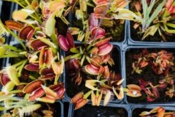 Venus Flytrap | Carnivorous Plant Grow Kit -Evergreen Plants Shop Flytrapstory 50