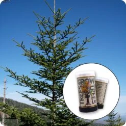 Fraser Fir | Mini-Grow Kit