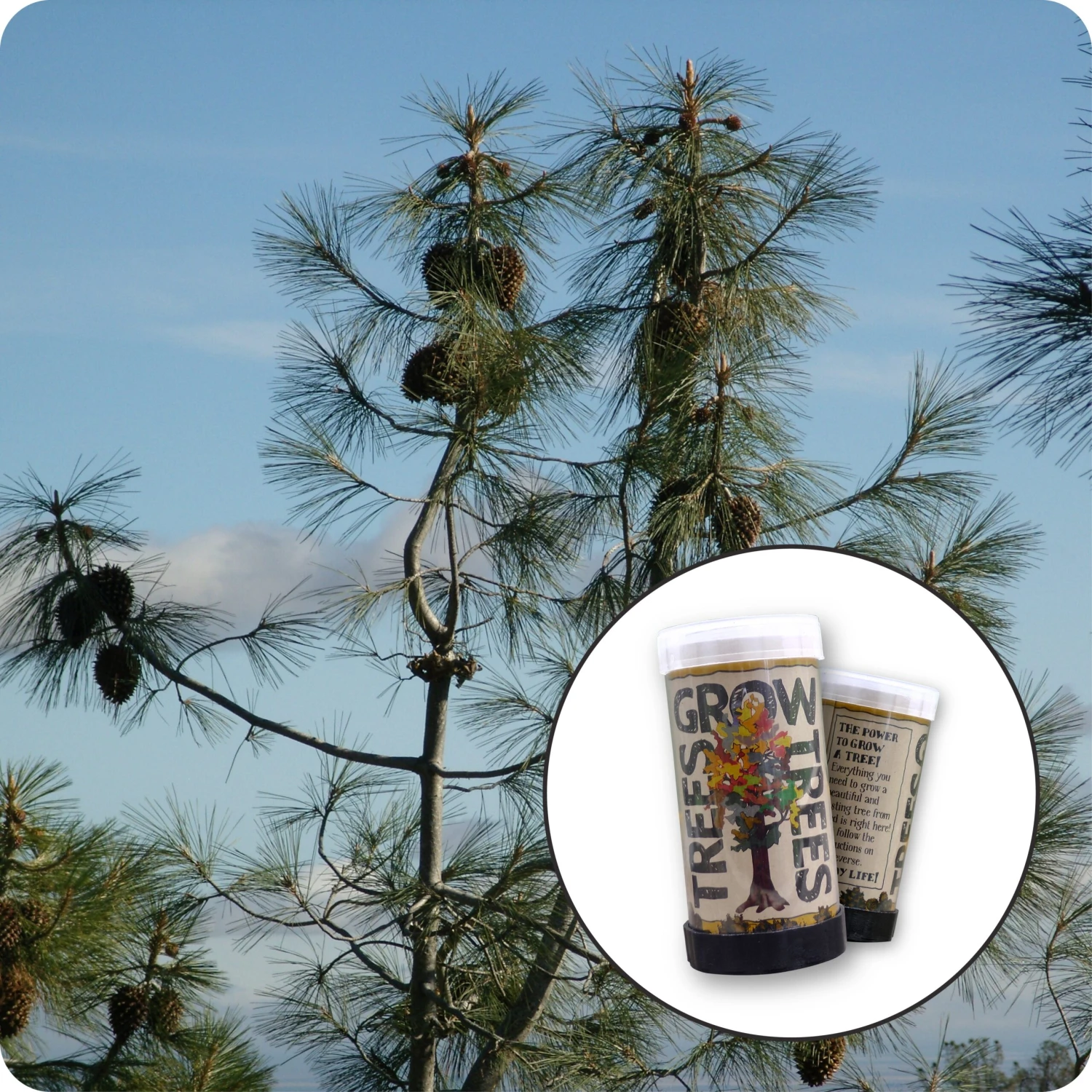 Ghost Pine | Mini-Grow Kit 1 Ghost Pine | Mini-Grow Kit