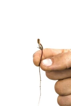 Giant Sequoia | Seed Grow Kit -Evergreen Plants Shop GiantSequoia 7