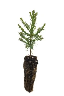 Evergreen Plants Shop -Evergreen Plants Shop GiantSequoia Small 11 3e10e8e0 ebaa 4ea5 9079 fc28bfc6d817