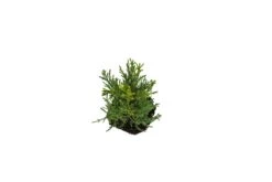 Giant Sequoia | XL Tree Seedling -Evergreen Plants Shop Giant Sequoia XL 10