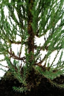 Giant Sequoia | XL Tree Seedling -Evergreen Plants Shop Giant Sequoia XL 2