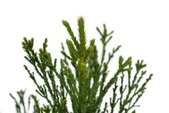 Giant Sequoia | XL Tree Seedling -Evergreen Plants Shop Giant Sequoia XL 3