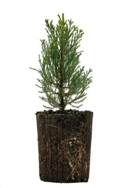 Giant Sequoia | XL Tree Seedling -Evergreen Plants Shop Giant Sequoia XL 5