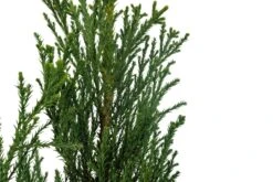 Giant Sequoia | XL Tree Seedling -Evergreen Plants Shop Giant Sequoia XL 6