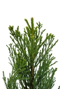 Giant Sequoia | XL Tree Seedling -Evergreen Plants Shop Giant Sequoia XL 8
