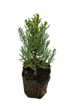 Giant Sequoia | XL Tree Seedling -Evergreen Plants Shop Giant Sequoia XL 9