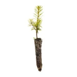 Grand Fir | Small Tree Seedling