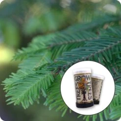 Grand Fir | Mini-Grow Kit