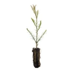 Coast Redwood | Medium Tree Seedling