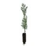 Incense Cedar | Medium Tree Seedling