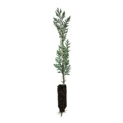 Incense Cedar | Medium Tree Seedling