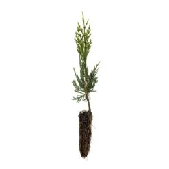 Incense Cedar | Small Tree Seedling