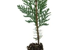 Evergreen Plants Shop -Evergreen Plants Shop IncenseCedar Med 2