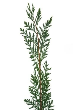 Incense Cedar | Medium Tree Seedling -Evergreen Plants Shop IncenseCedar Med 3