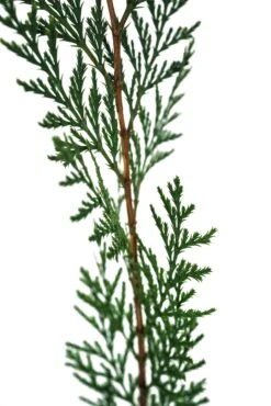 Incense Cedar | Medium Tree Seedling -Evergreen Plants Shop IncenseCedar Med 4