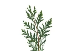 Incense Cedar | Medium Tree Seedling -Evergreen Plants Shop IncenseCedar Med 5