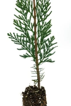 Incense Cedar | Medium Tree Seedling -Evergreen Plants Shop IncenseCedar Med 7