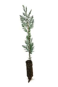 Incense Cedar | Medium Tree Seedling -Evergreen Plants Shop IncenseCedar Med 8