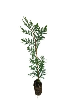 Incense Cedar | Medium Tree Seedling -Evergreen Plants Shop IncenseCedar Med 9